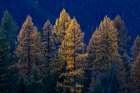 Backlit autumn larch trees in the Kootenai National Forest-Montana-USA Art Print